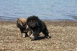 DOGUE DU TIBET 084
